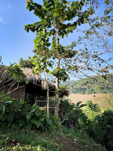 Bamboonest guesthouse