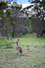 Des kangourous partout